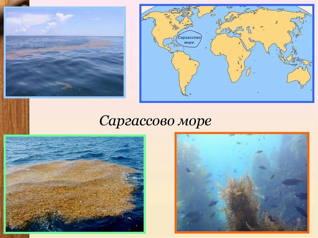 Саргассово море моря атлантического океана