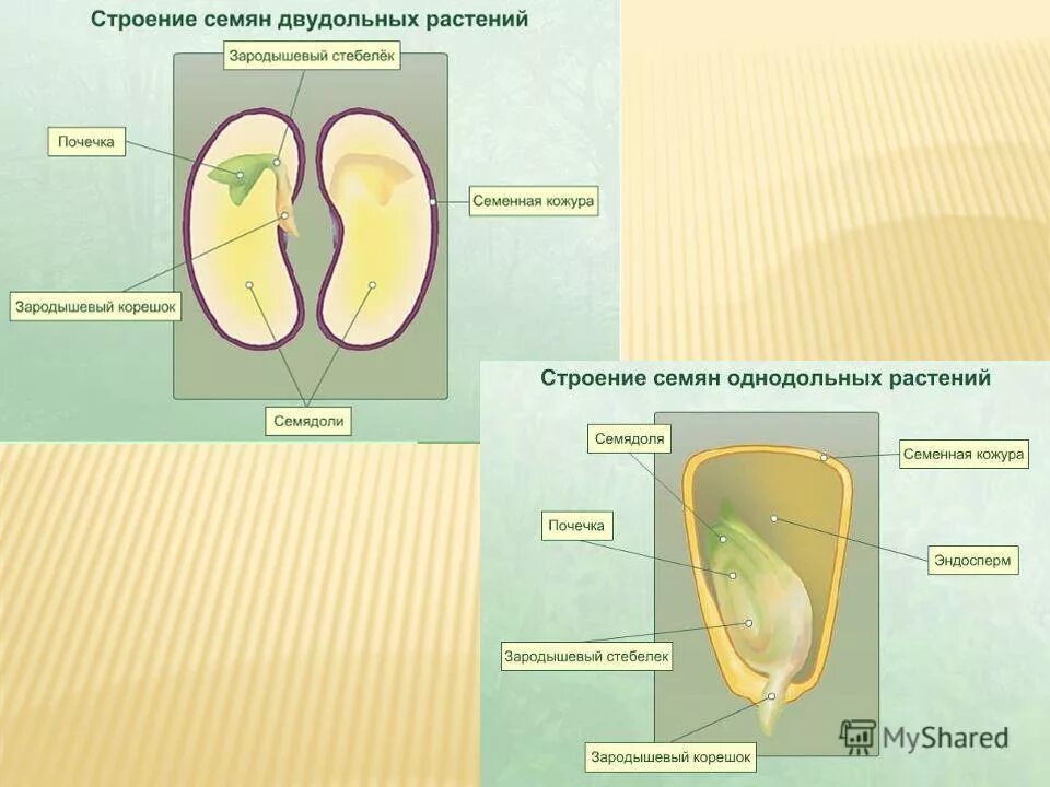 Состав семени фасоли в сформированном зародыше. Семенная кожура зародышевый корешок. Зародышевая почечка на семядоли. Зародышевая почечка и корешок. Зародышевый корешок семени фасоли.