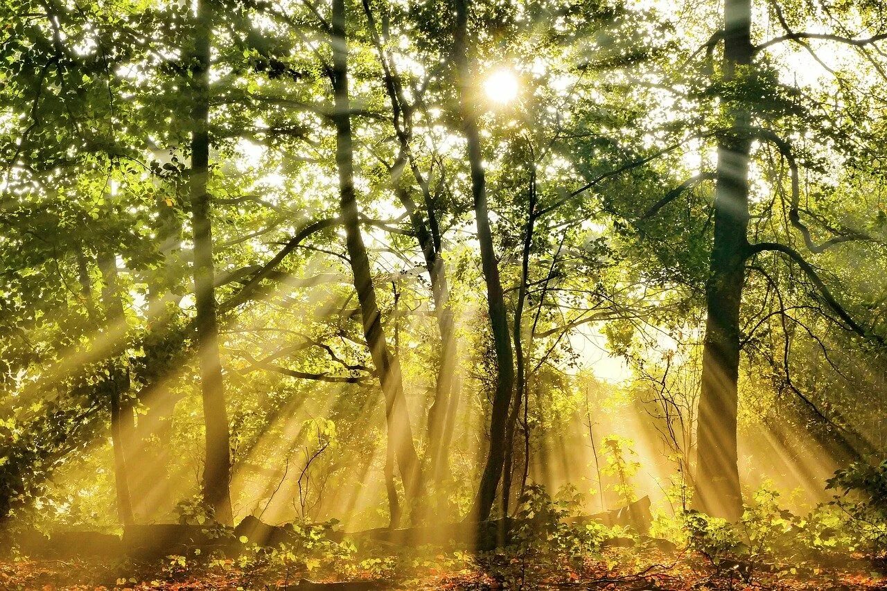 Весеннее солнце осветило землю. "Солнце в лесу". Лучи солнца. Солнечный лес. Лучи солнца в лесу.