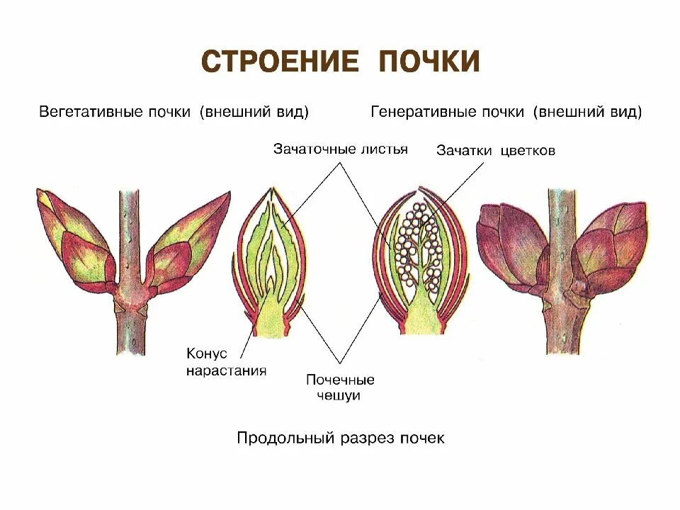 Вегетативная почка на побеге. Строение почки конус нарастания. Зачаточный стебель почки. Клетки конуса нарастания почки. Внутреннее строение вегетативной почки.