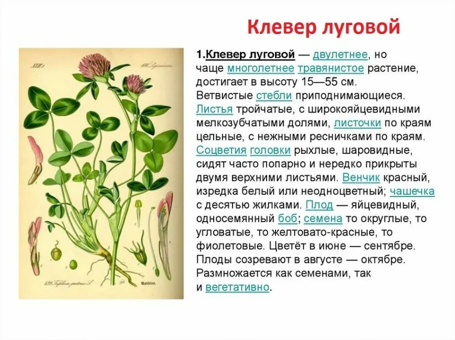 Способ распространения клевера