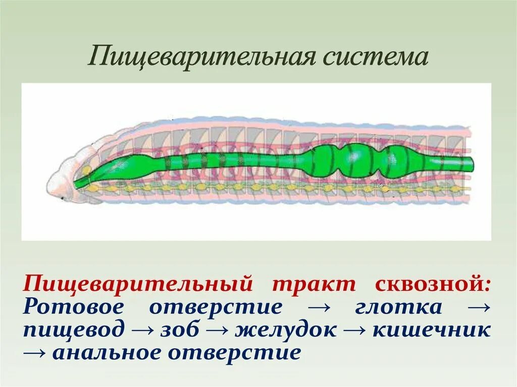 Сквозной кишечник у червей. Пищеварительная система кольчатых червей схема. Нервная система кольчатых червей. Кровеносная система плоских червей биология 7 класс. Сквозная пищеварительная система у круглых червей.