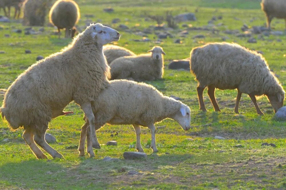 Ярок ягненок. Эдильбаевская порода овец. Спаривание Эдильбаевской Баранов. Жирнохвостая порода овец. Цигайская порода овец.