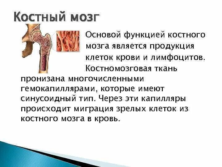 Функция желтого костного мозга в трубчатой кости. Красный костный мозг функции кратко. Красный и желтый костный мозг таблица. Желтый костный мозг функции кратко. Функции красного и желтого костного мозга таблица.