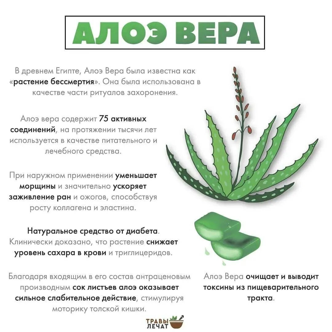 Aloe vera применение. Лекарственное растение алоэ описание.