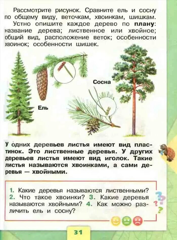 Хвойные 1 класс. Что такое хвоинки 1 класс окружающий мир Плешаков. Сосна окружающий мир 1 класс. Деревья 1 класс окружающий мир. Что такое хвойники 1 класс окружающий мир.