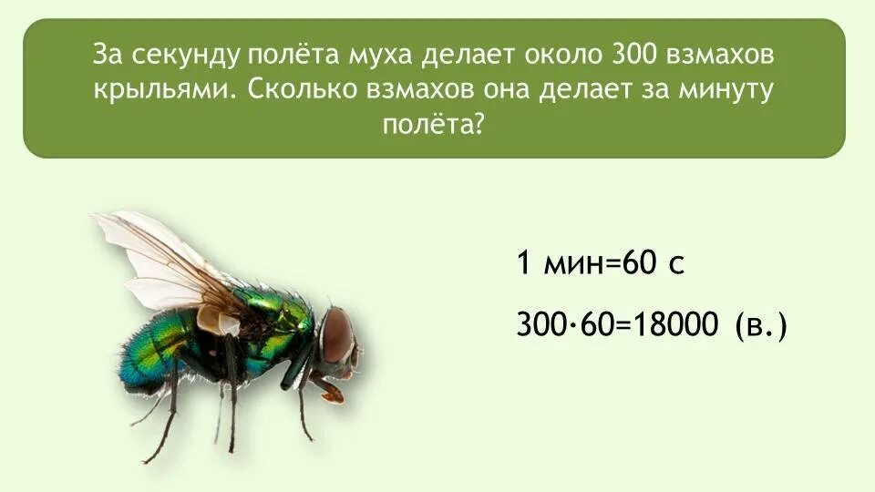 Сколько взмахов в секунду. Скорость полета мухи. Скорость полета комнатной мухи. Сколько взмахов в секунду делает пчела крыльями. Частота взмахов крыльев мухи.