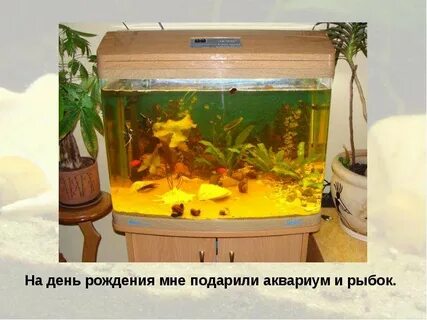 Аквариум 5 класс биология