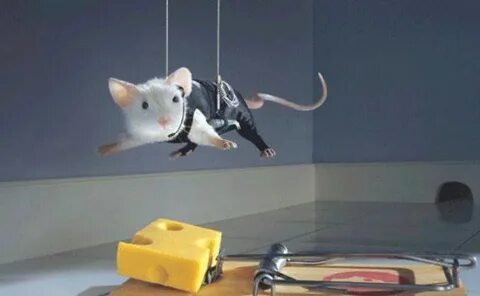 These are funny mouse