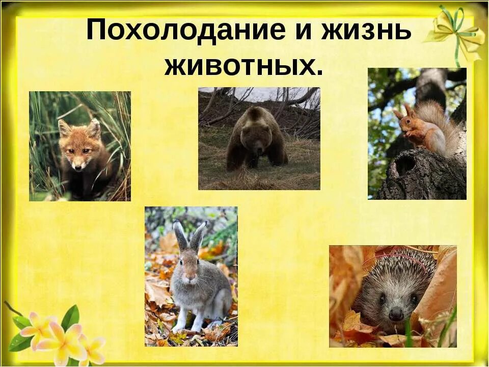 Что происходит с животными осенью. Осень природа готовится к зиме. изменения в жизни животных осенью. жизнь животных осенью и зимой. природа готовится к зиме проект.