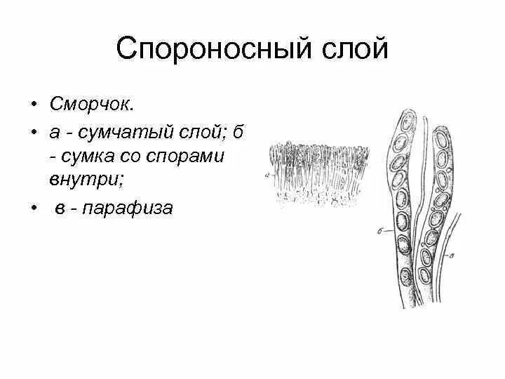 Пластинчатый спороносный слой грибов. Трубчатый спороносный слой. Спороносный слой гриба. Гимений у грибов.