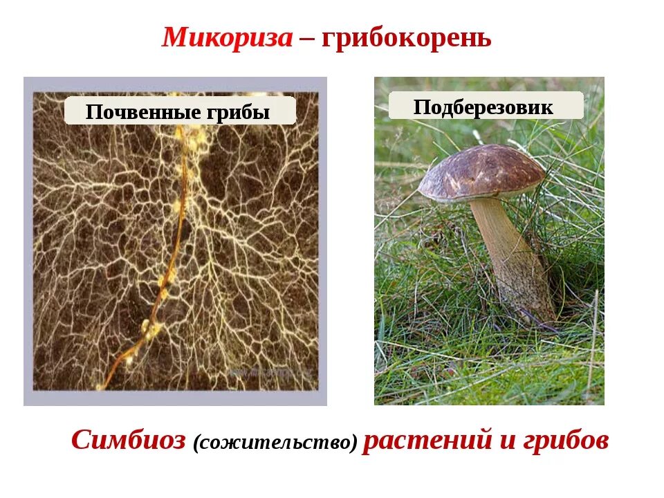 Грибница микориза. Строение гриба микориза. Шампиньоны микориза. Микориза грибокорень.