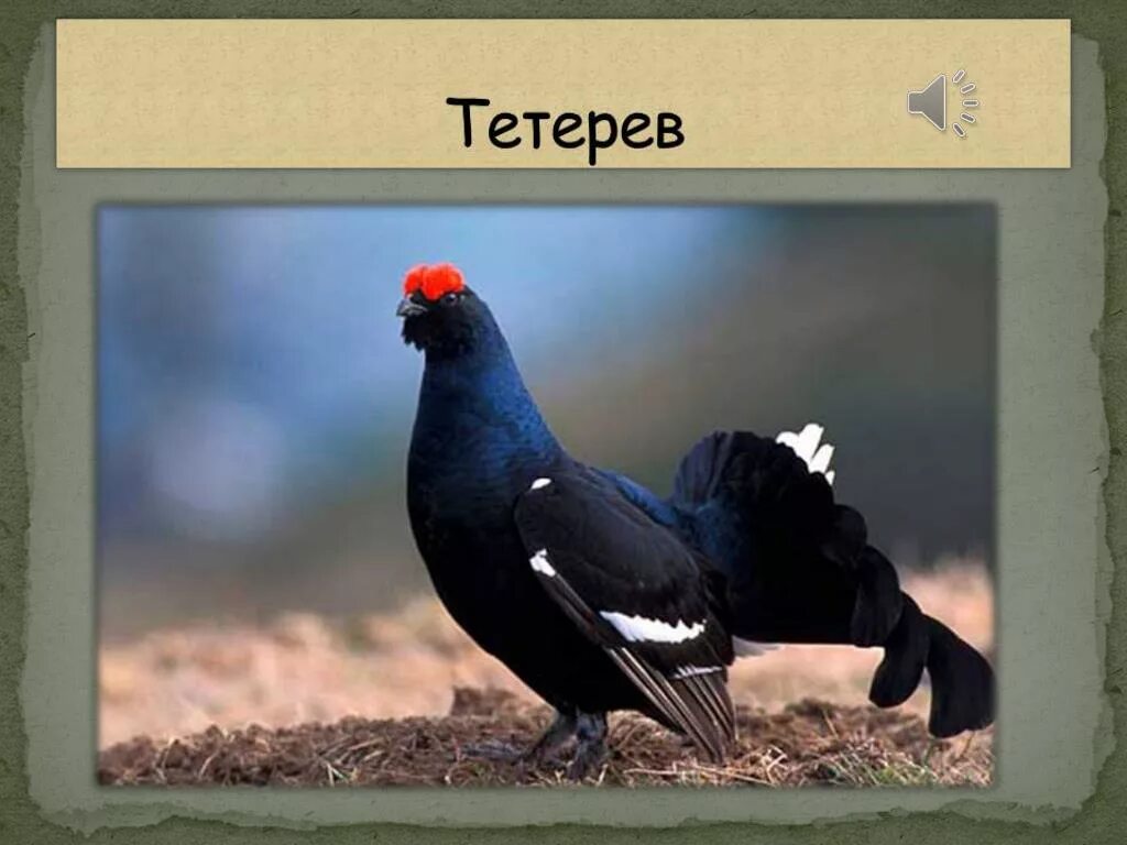 Как говорит тетерев. Тетерев-косач (lyrurus tetrix). тетерев обыкновенный. краснобровый тетерев. кантабрийский тетерев.