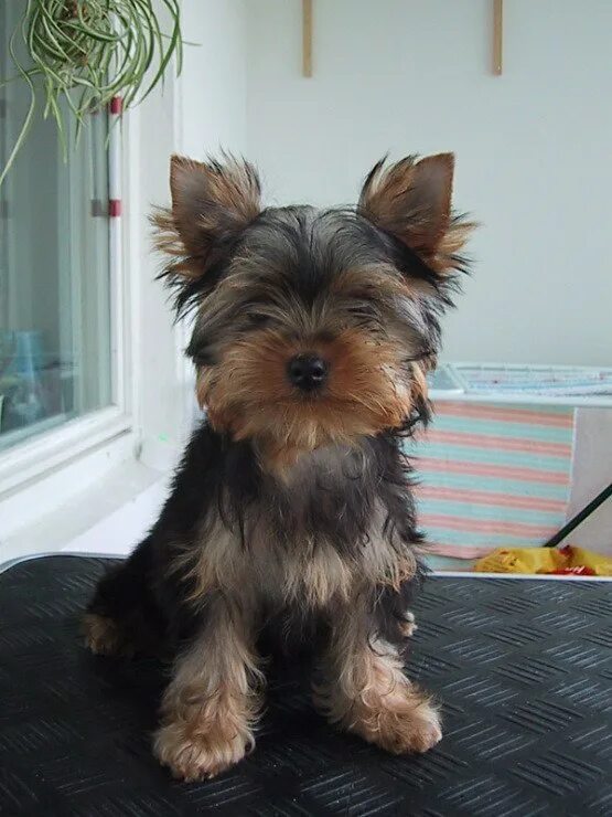 Йорк 3 года. Йоркширский терьер купить в казани. Ершский терьер. Йорк 3 месяца. Йорк 3 года.
