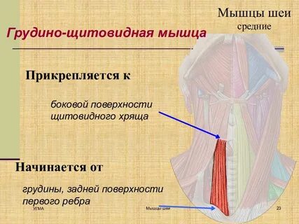 Грудино щитовидная мышца