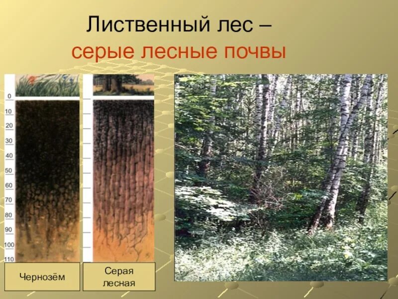 Смешанные и широколиственные леса почва. Бурые Лесные почвы широколиственных лесов. Широколиственные леса серых лесных почвах. Зона смешанных и широколиственных лесов почва. Типы почв характерны для смешанных лесов