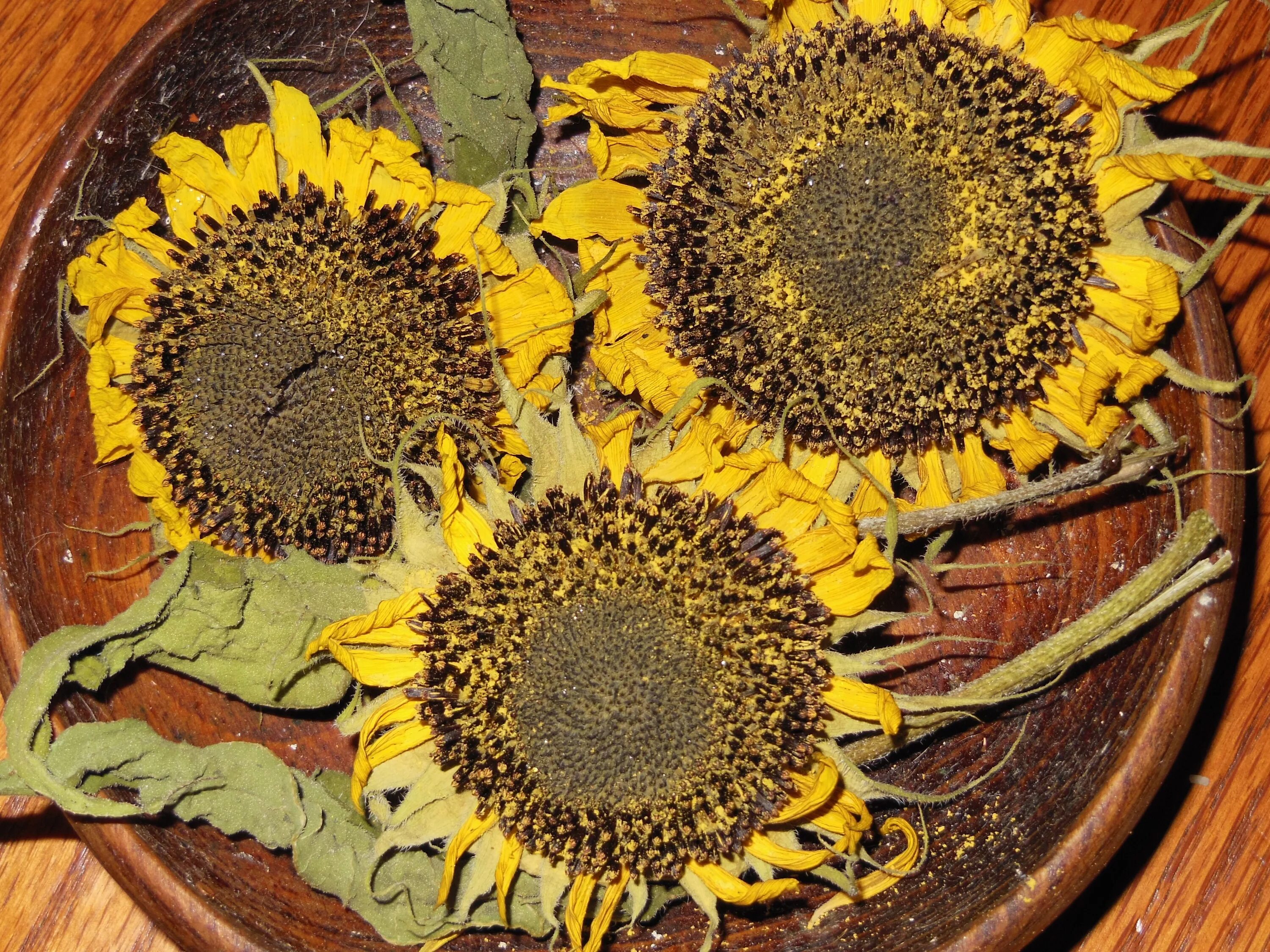 сухие подсолнухи. фото увядшие подсолнухи гран при. мьюгалфы и подсолнух. подсолнечник сухой. высохшие поля подсолнуха.