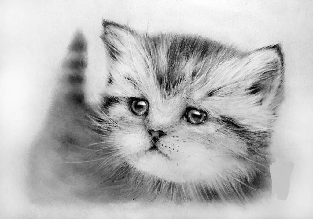 Красивый милый котик рисунок. Кот карандашом. Котик рисунок. Котенок рисунок. Рисунки котов карандашом.