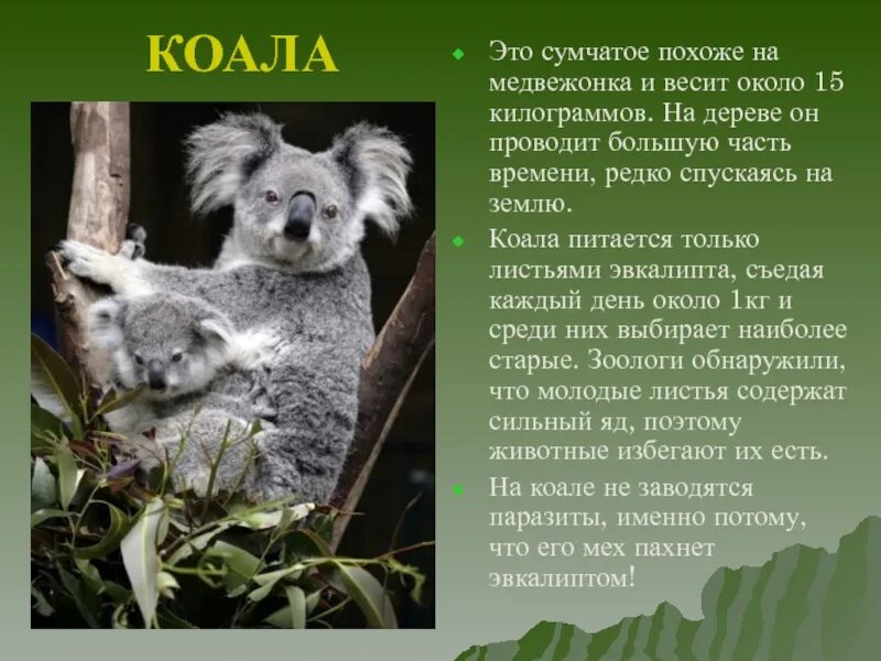 Коала сообщение 7 класс. Коала проект. презентация на тему коала. информация о коале. рассказ про коалу.