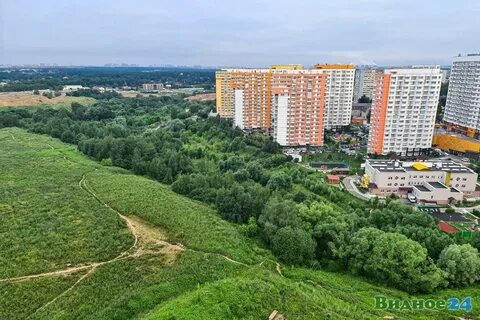 Лес в видном