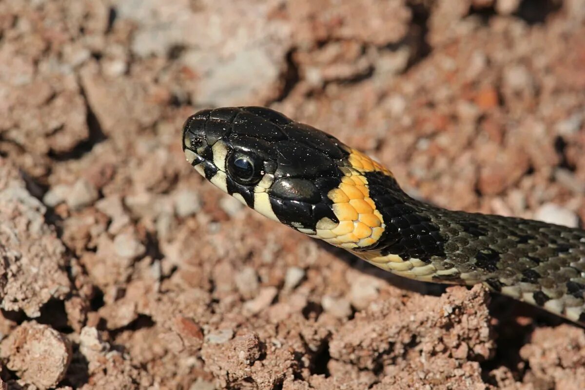 Grass snake. Обыкновенный уж Natrix Natrix. Змея уж обыкновенный. Уж обыкновенный черный. Гадюка черная с желтыми пятнами.