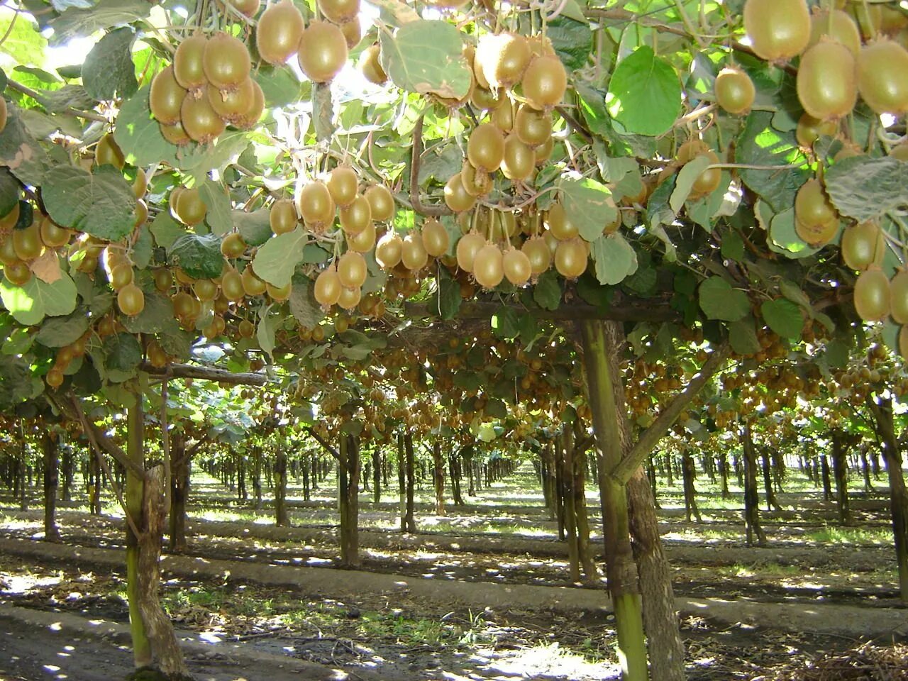 Kiwi ko'chatlari , kivi ko'chatlari , киви ку́чатлари: 35 000 сум - Сад / огород 