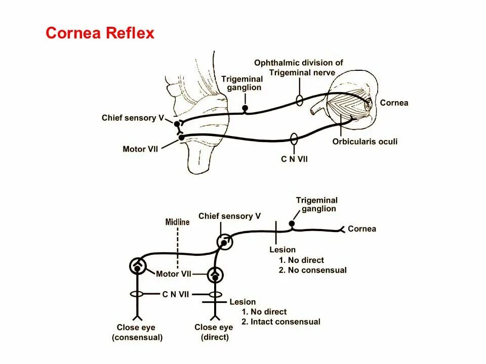 Рефлекторная дуга мигательного рефлекса. Дуга корнеального рефлекса схема. Корнеальный рефлекс рефлекторная дуга.