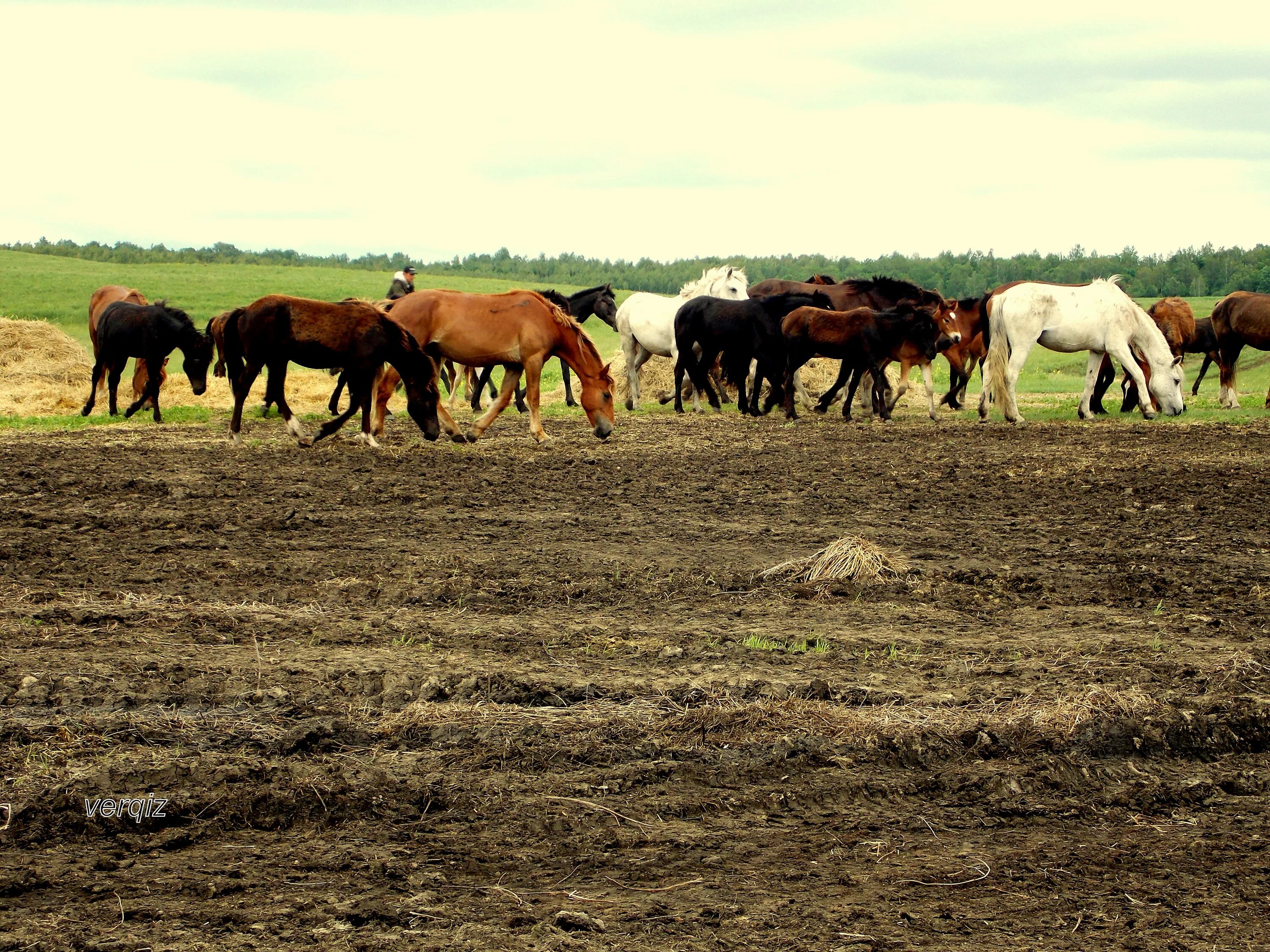 Труженики сельского хозяйства. Удивит колхоз. Деревенский тракторист. Сто тракторов. Деревенские доярки.