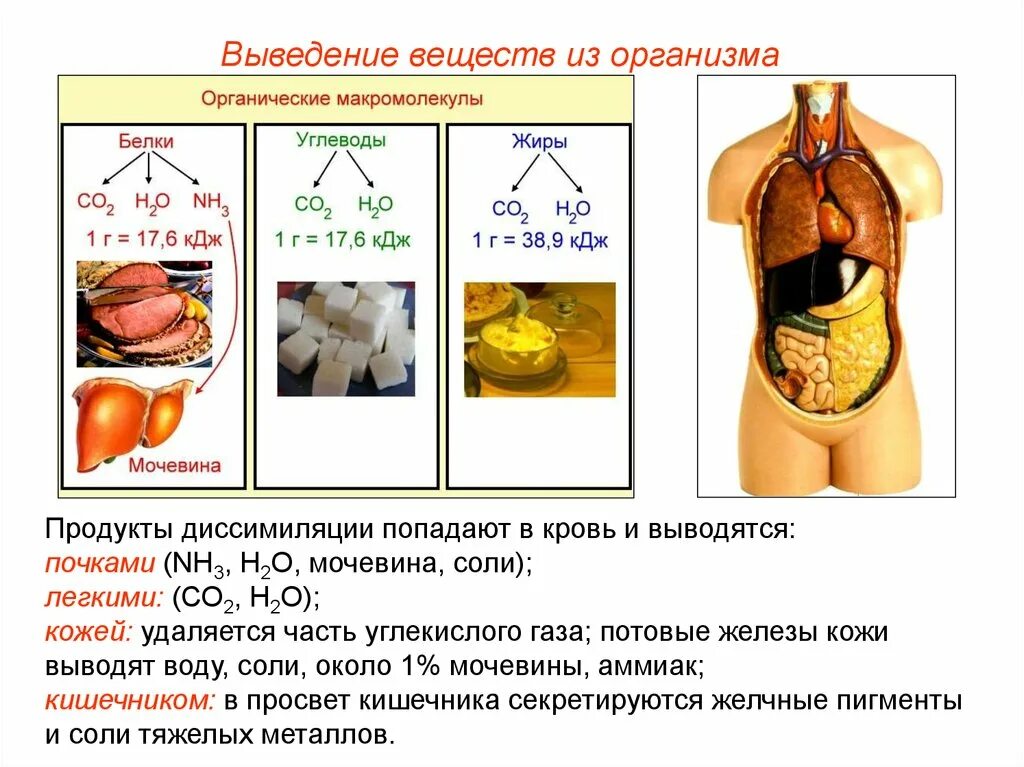 Все газы удаляются через