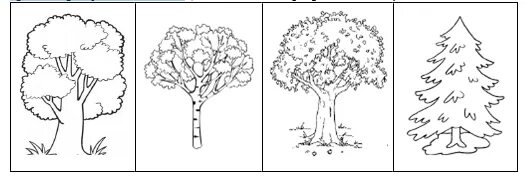 Тест кустики 4 класс с ответами. Деревья задания для детей. Раскраска деревья и кустарники для детей. Деревья задания для дошкольников. Лиственные деревья задания для дошкольников.