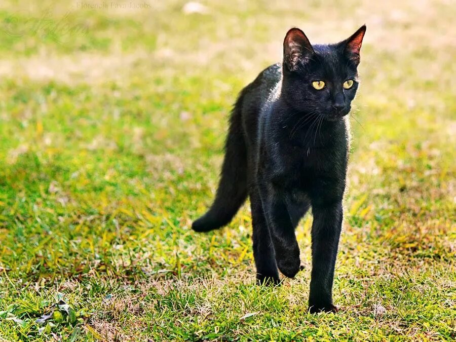 Бомбейская кошка. Бомбейская черная кошка. Чёрная кошка порода Бомбейская. Кошка Бомбейская пантера.