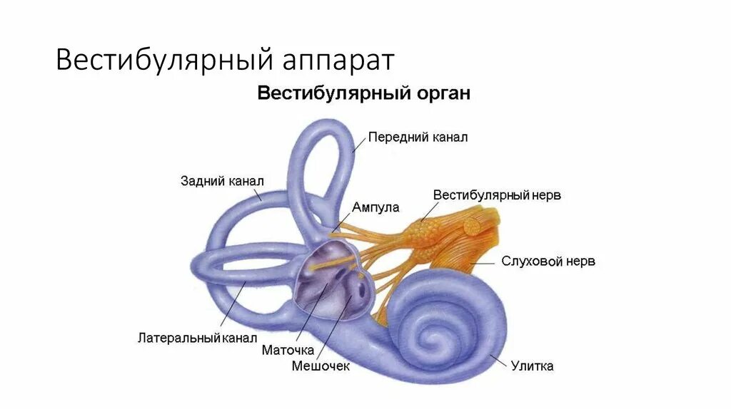 Вестибулярный аппарат это простыми словами. Строение вестибулярного аппарата схема. Вестибулярный аппарат на схеме уха. Вестибулярный аппарат (анализатор равновесия) строение функции. Анализатор равновесия анатомия схема.