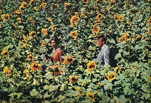 Подсолнухи лорен. Подсолнухи лорен. Софи лорен марчелло мастроянни подсолнухи. Софи лорен подсолнухи. Подсолнухи лорен.