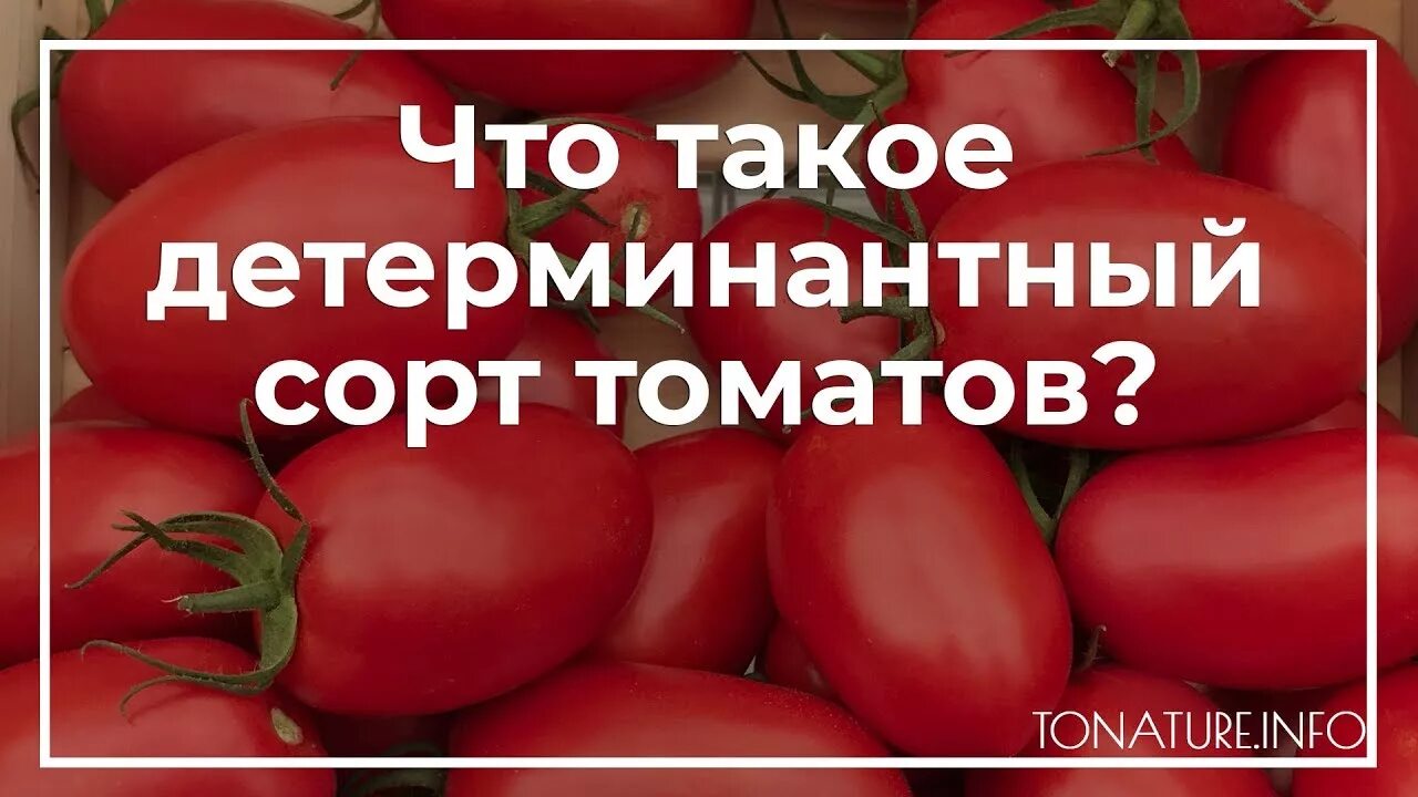 Что такое детерминантный сорт томатов. Детерминантные томаты. детерминантный сорт помидор что это. индетерминантный томат что это. что такое индетерминантные и детерминантные томаты.