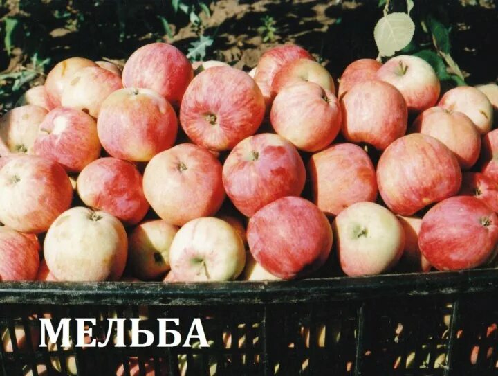 Купить яблоня мельба. Сорт яблок Мельба. Яблоня Мельба яблоки. Ранний сорт яблок Мельба. Сорт Мельба.