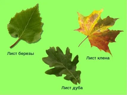 Лист мир
