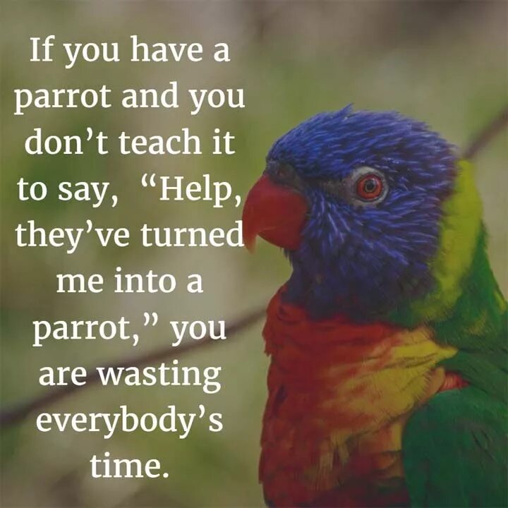 Попугай на английском. Стихотворение про попугая. About Parrot. Parrot text.