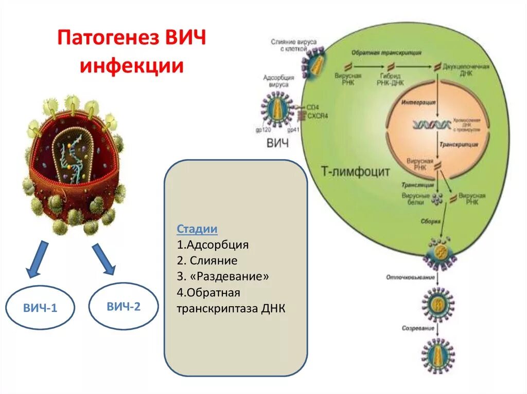 Вирусы патогенез. Патогенез синдрома приобретенного иммунодефицита (СПИД).. Механизм развития ВИЧ. ВИЧ схема заражения. Вирус ВИЧ этиология.