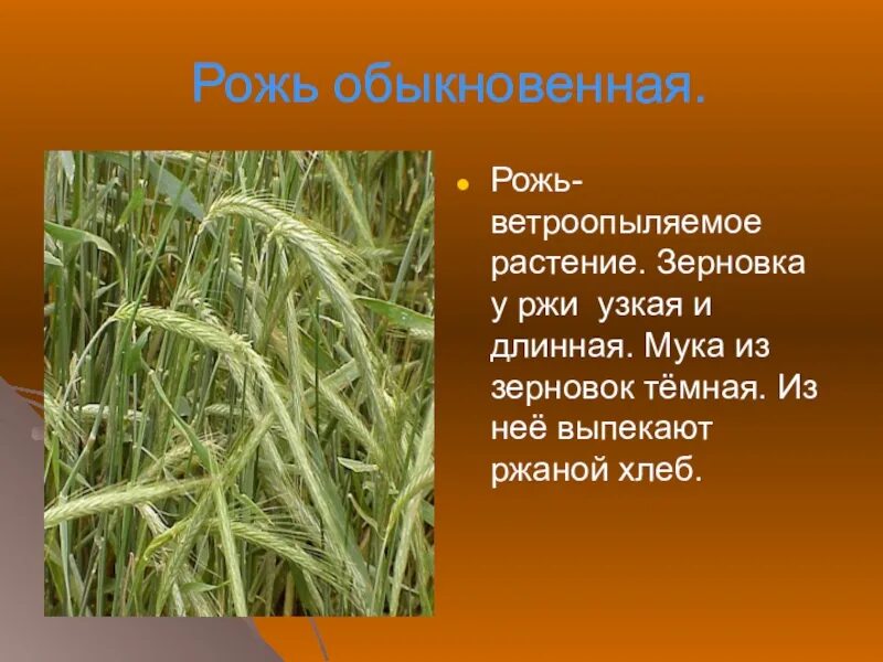 Ржи краткое содержание. Семейство злаки пшеница. Презентация на тему злаковые растения. Рожь культурное растение. Рожь ветроопыляемое растение.