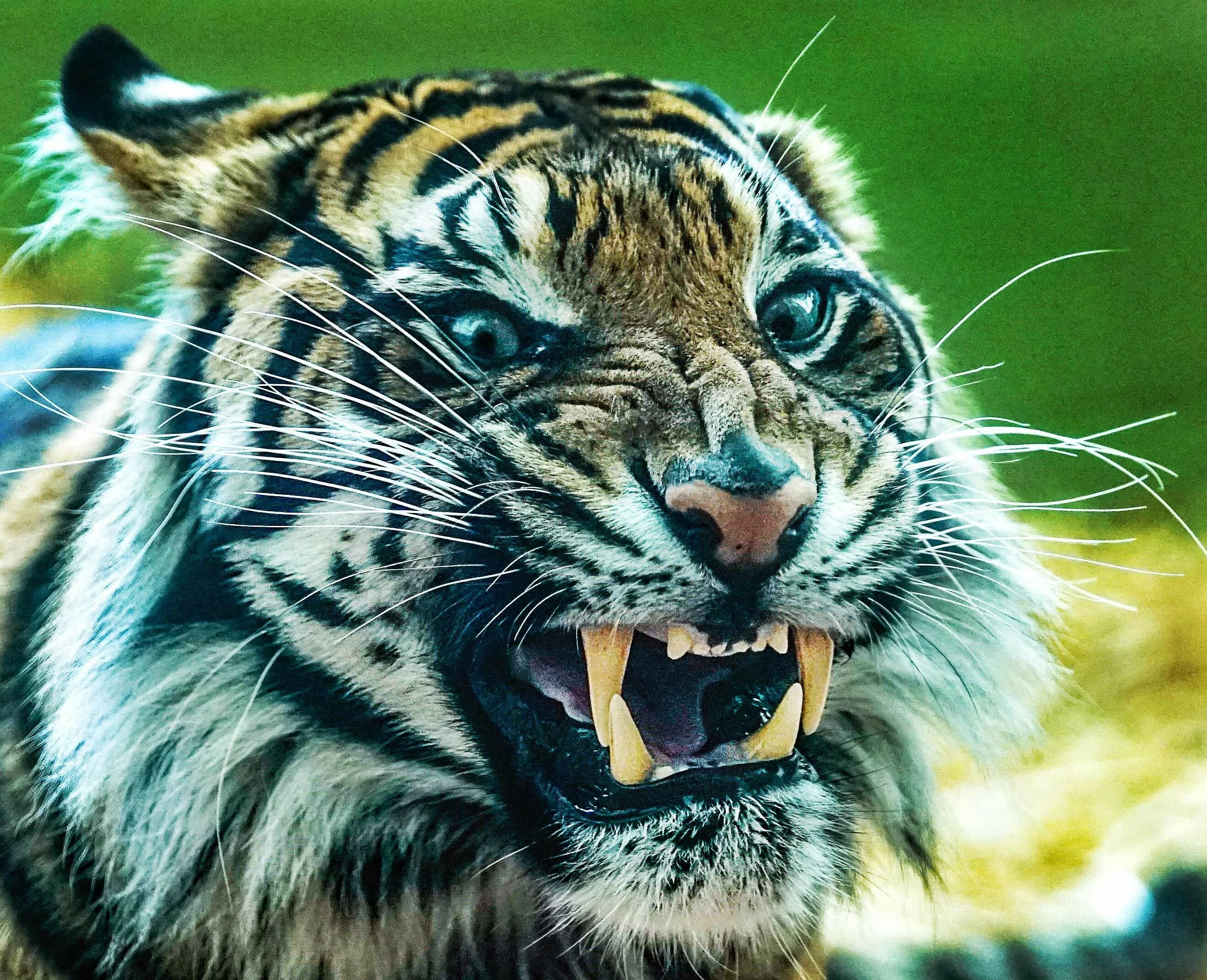 Амурский тигр клыки. Oskal tiger 12. Злой тигр. Oskal tiger 12. Оскал тигра грозный.