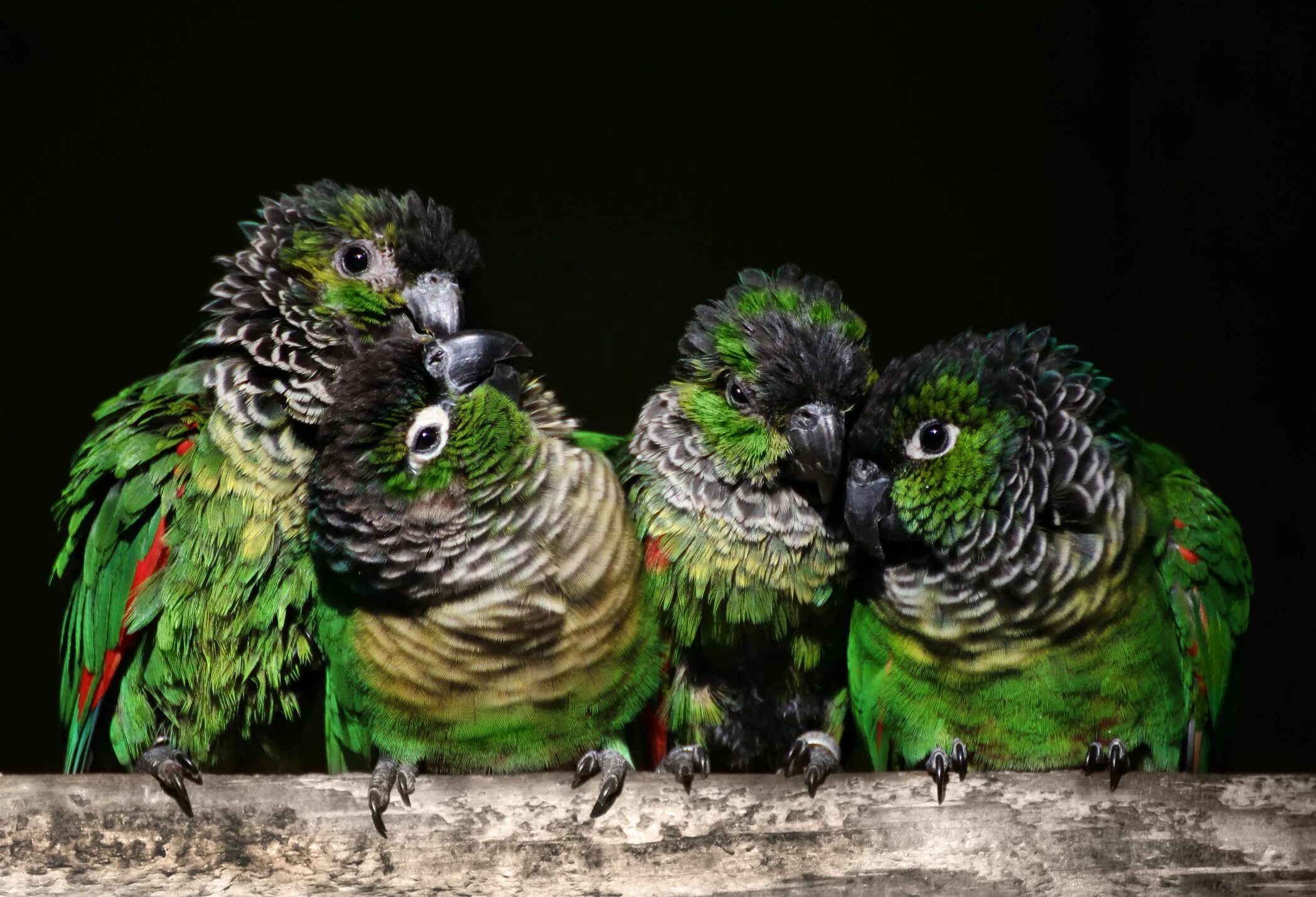 Parrots are smaller than pandas