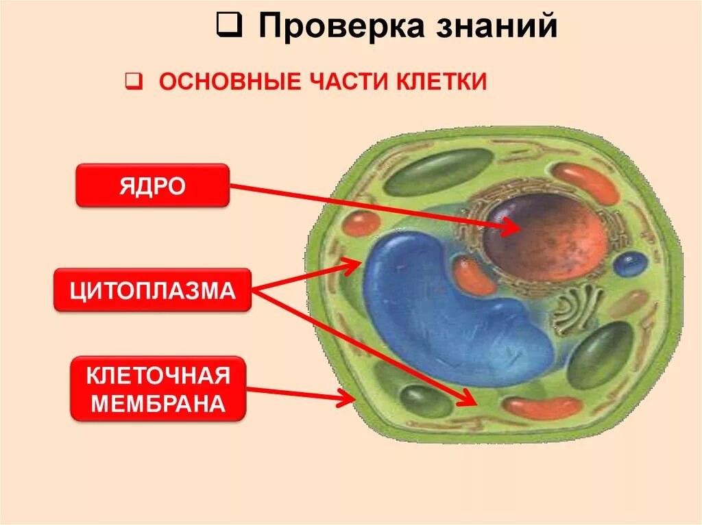 Клетка 5. Оболочка ядро цитоплазма рисунки. Строение клетки ядро цитоплазма мембрана. Основные части клетки 5 класс биология. Клетка ядро цитоплазма мембрана.