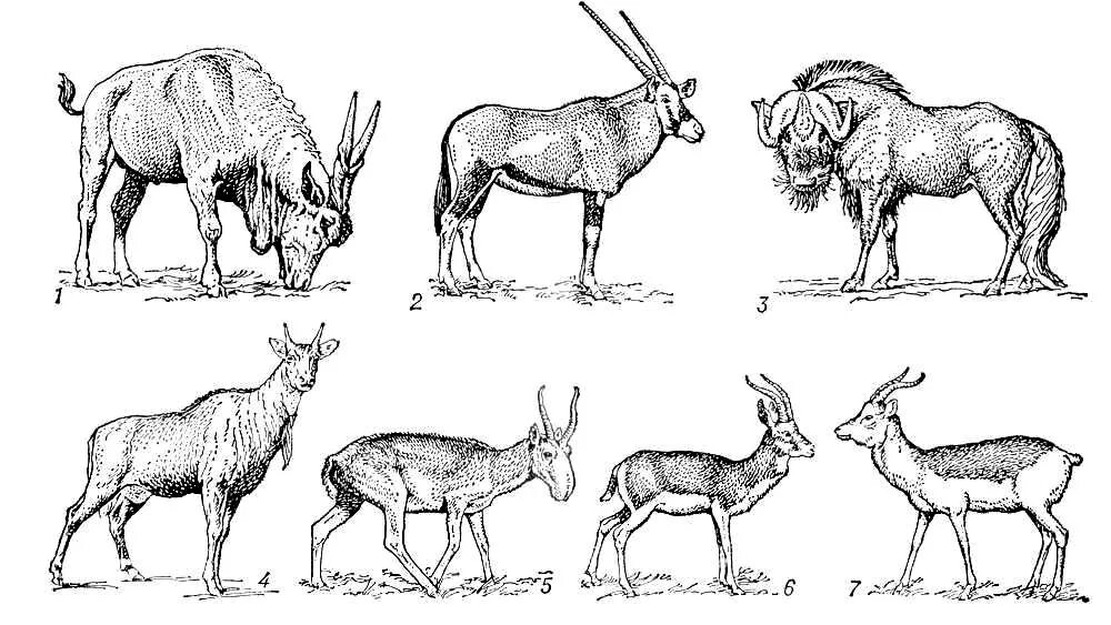 Какие отношения складываются между беркутом и джейраном. Отряд парнокопытные жвачные. Парнокопытные Эволюция. Анатомия антилопы. Копытные млекопитающие.
