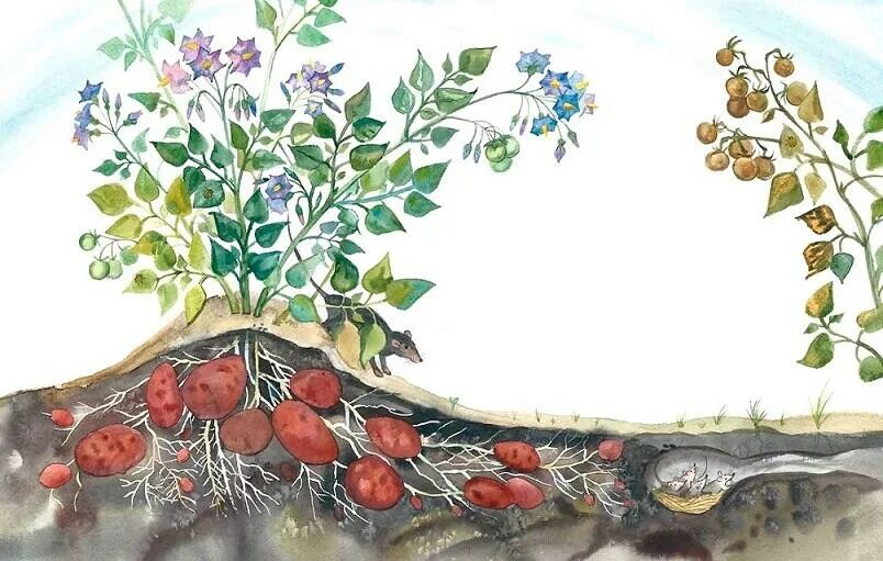 Текст земляные яблоки. Книга жизнь замечательных растений. Жизнь замечательных цветов. Книга земляное яблочко.