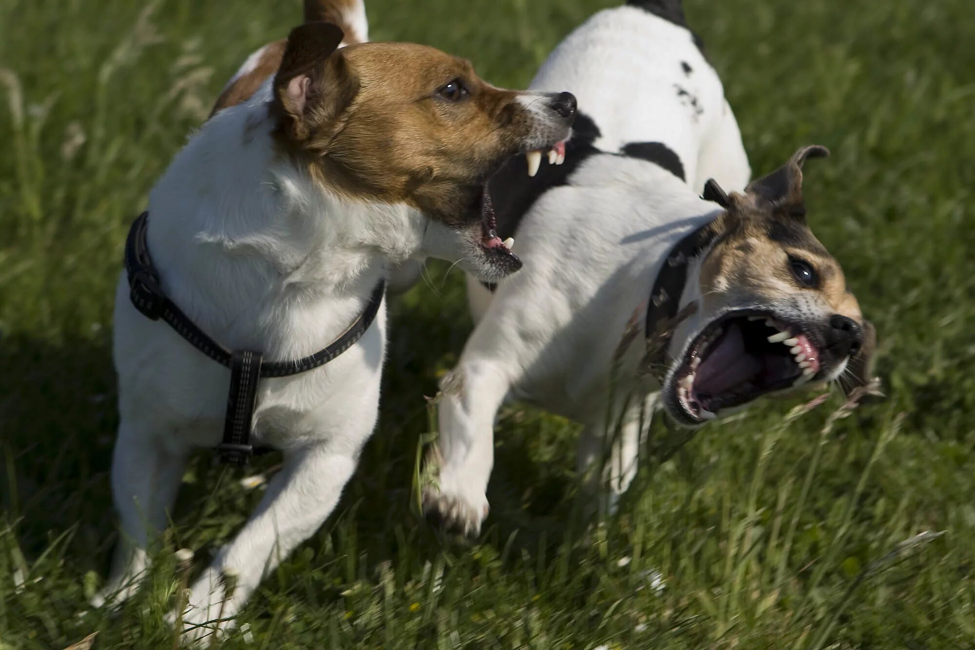 джек рассел на кого охотится. джек рассел охотничья собака. джек-рассел-терьер на охоте. охотничьи собаки джек рассел терьер. охота с джек рассел терьером на кабана.