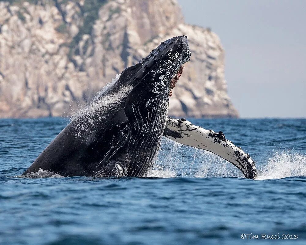 Аляска киты в Джуно. Whales in Alaska. Аляска кит