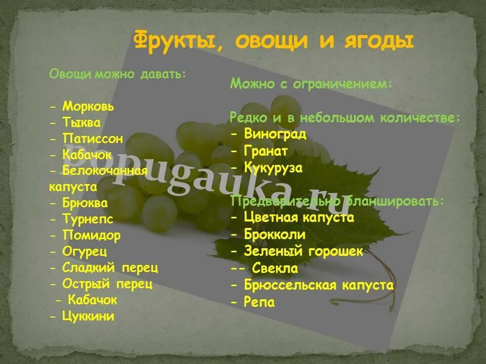 Ветки каких деревьев можно давать. Какие веточки можно давать волнистым попугаям. какие овощи и фрукты нельзя волнистым попугаям. что можно и нельзя давать волнистым попугаям. какие овощи можно давать волнистым попугаем.