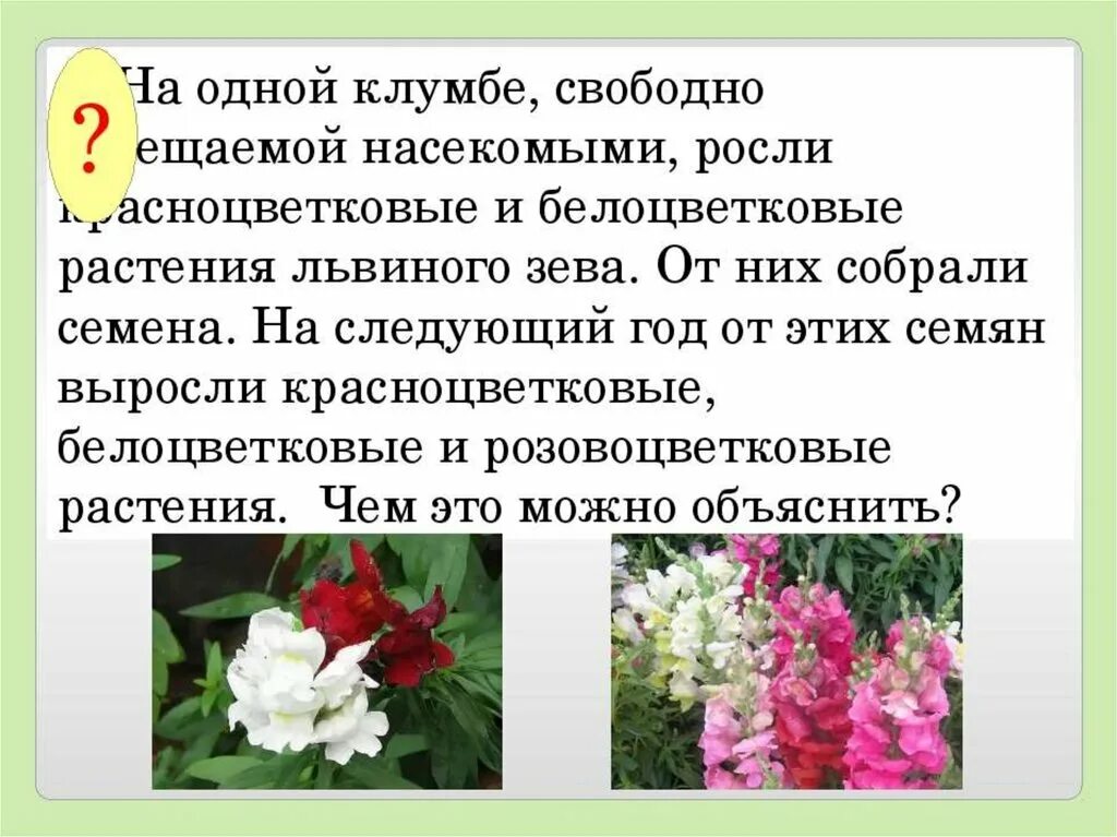 В популяции растений львиного зева. Неполное доминирование львиный зев. Львиный зев на клумбе. Львиный зев опыление. Львиный зев насекомые.
