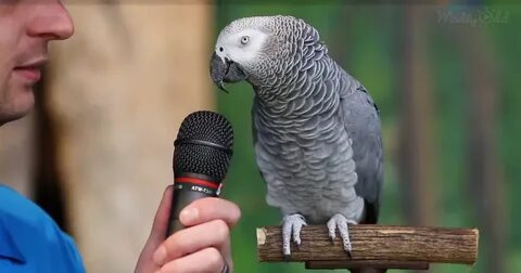 The parrot is talking