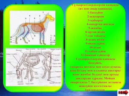 Бөтен планеталардың шабуылы туралы порно